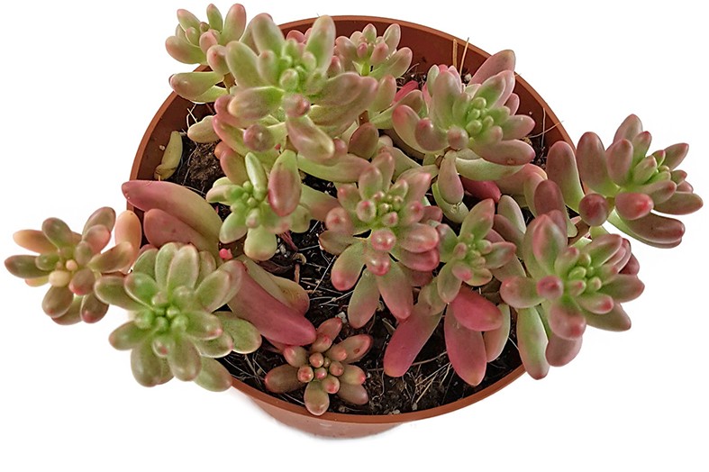 Sedum rubrotinctum "Aurora" - Jelly Bean Pflanze