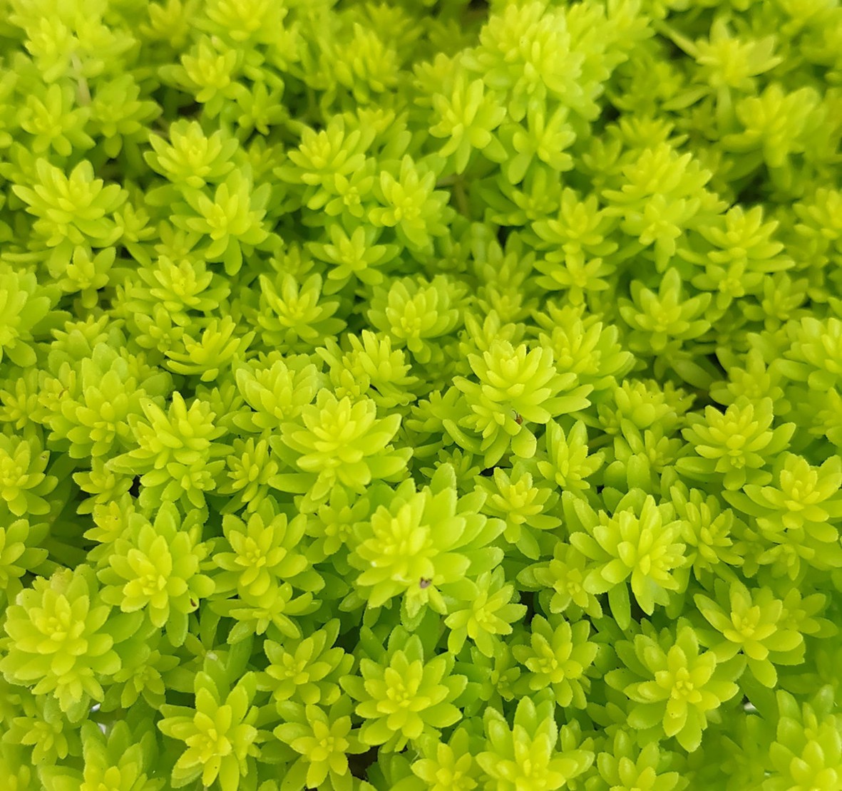 Sedum hispanicum "Aureum" - Mauerpfeffer