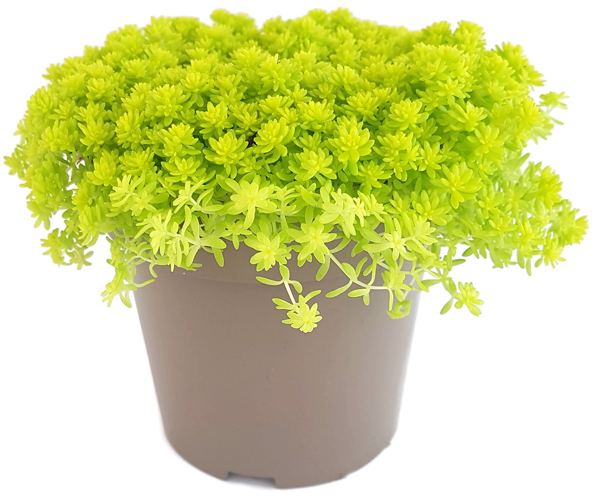 Sedum hispanicum "Aureum" - Mauerpfeffer