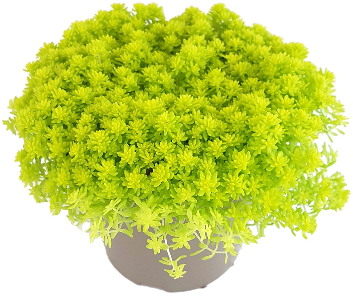 Sedum hispanicum "Aureum" - Mauerpfeffer
