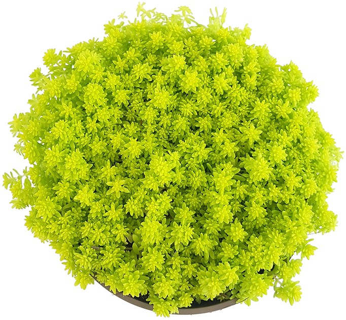 Sedum hispanicum "Aureum" - Mauerpfeffer