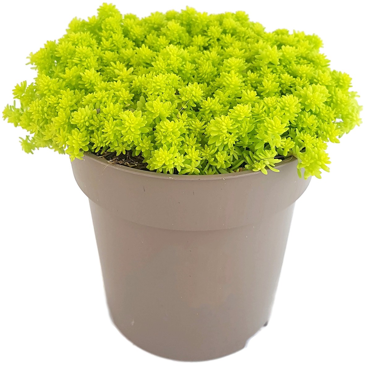 Sedum hispanicum "Aureum" - Mauerpfeffer