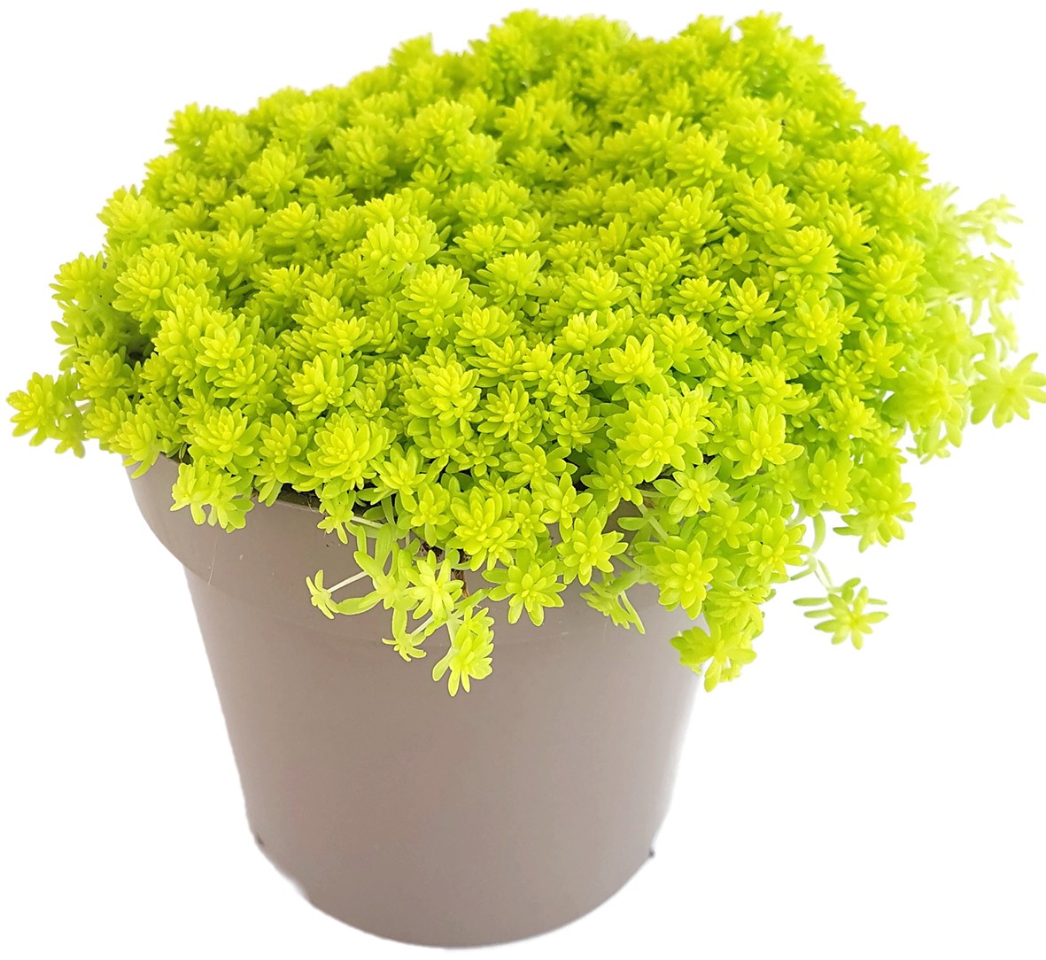 Sedum hispanicum "Aureum" - Mauerpfeffer