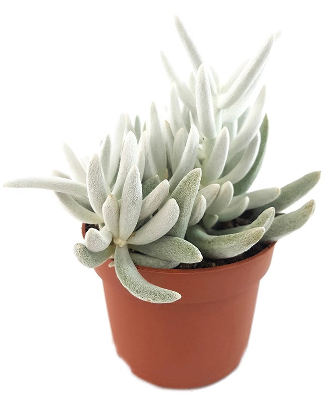 Senecio haworthii - weiß behaarte Sukkulente