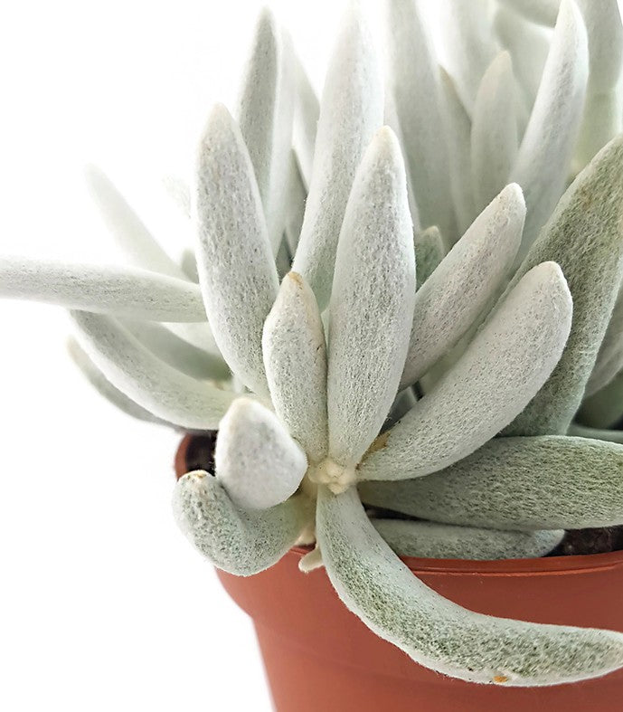 Senecio haworthii - weiß behaarte Sukkulente