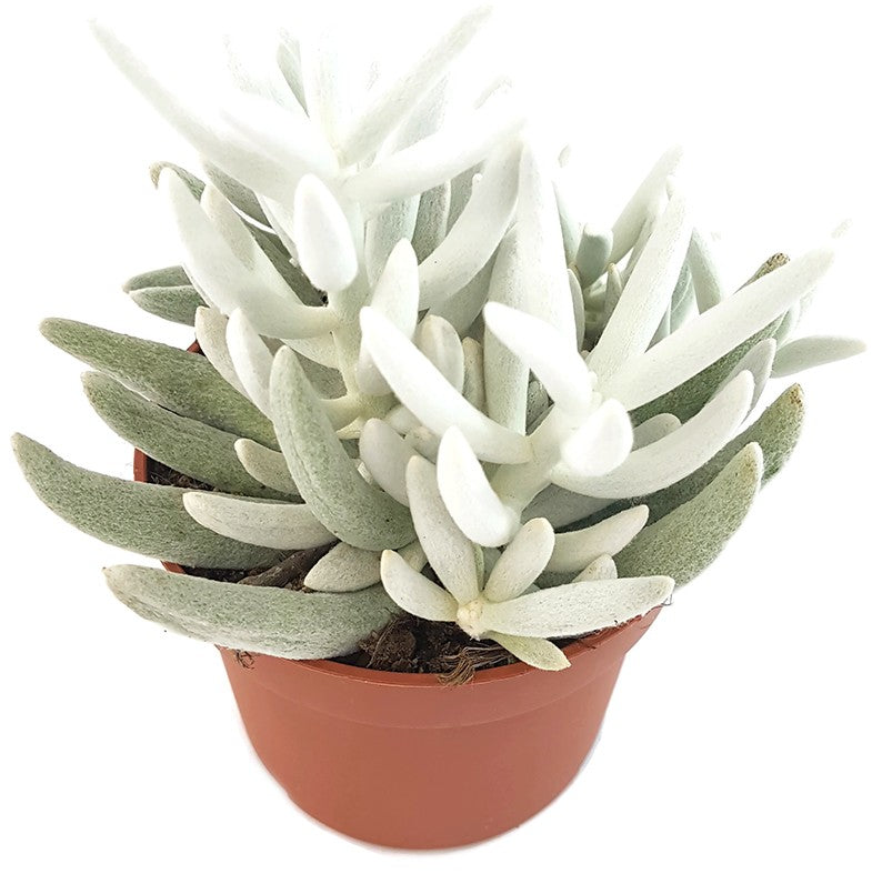 Senecio haworthii - weiß behaarte Sukkulente