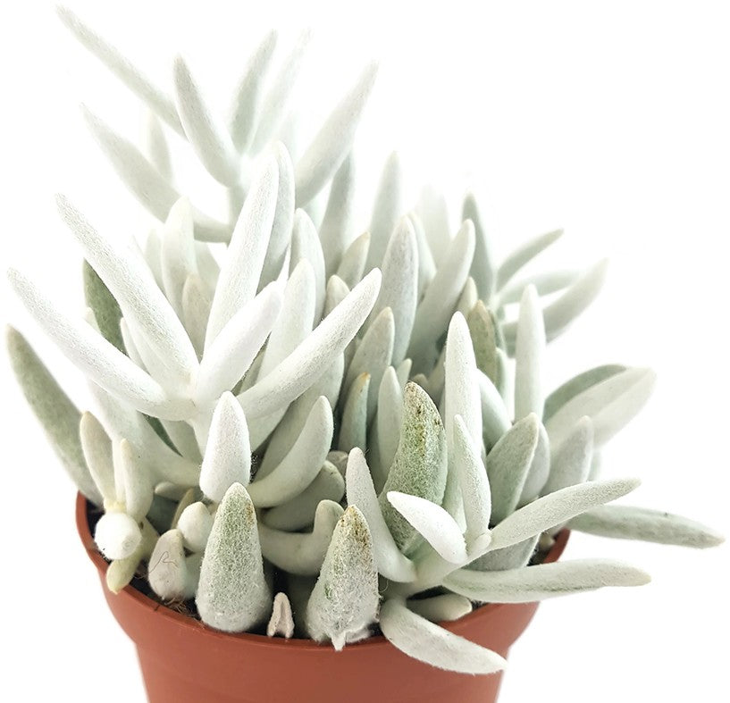 Senecio haworthii - weiß behaarte Sukkulente