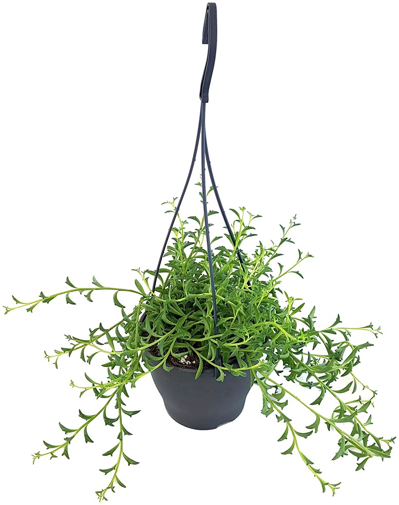 Senecio peregrinus "Jumping Dolphin" - Delfinpflanze