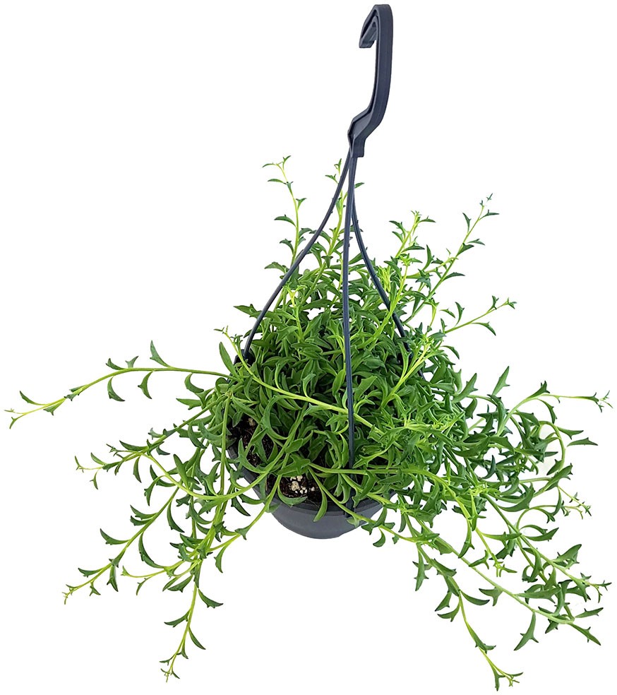 Senecio peregrinus "Jumping Dolphin" - Delfinpflanze