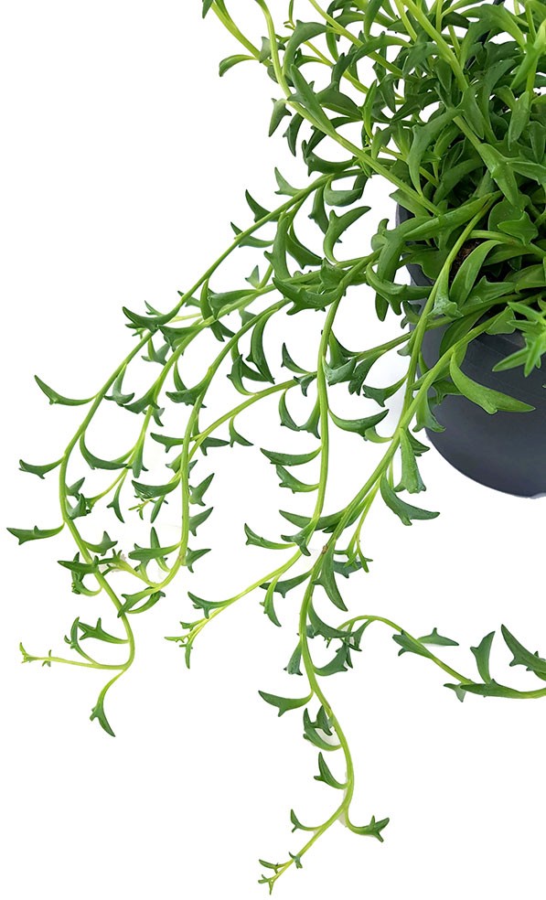 Senecio peregrinus "Jumping Dolphin" - Delfinpflanze