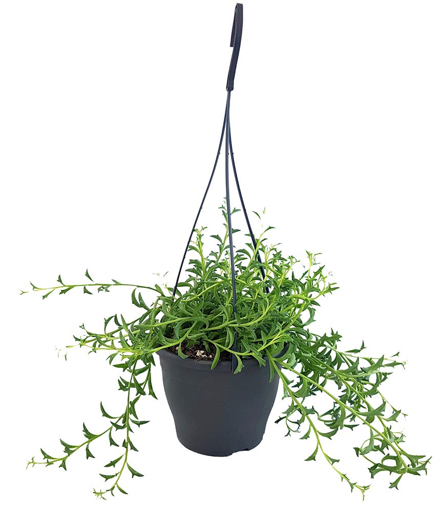 Senecio peregrinus "Jumping Dolphin" - Delfinpflanze