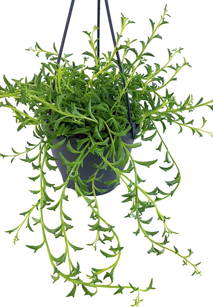 Senecio peregrinus "Jumping Dolphin" - Delfinpflanze