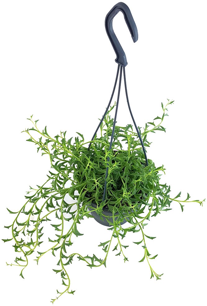 Senecio peregrinus "Jumping Dolphin" - Delfinpflanze