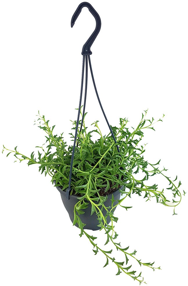 Senecio peregrinus "Jumping Dolphin" - Delfinpflanze