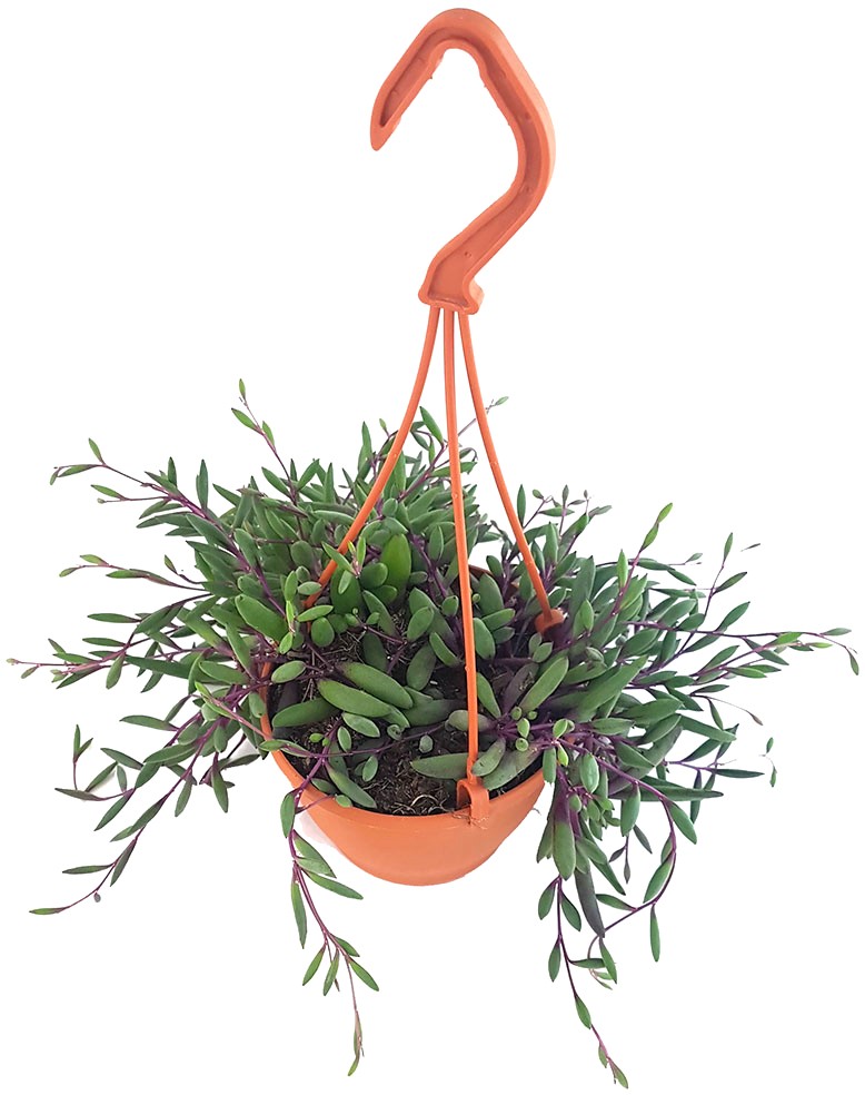 Senecio herreianus "Purple Flush" - violett-grüne Erbsenpflanze