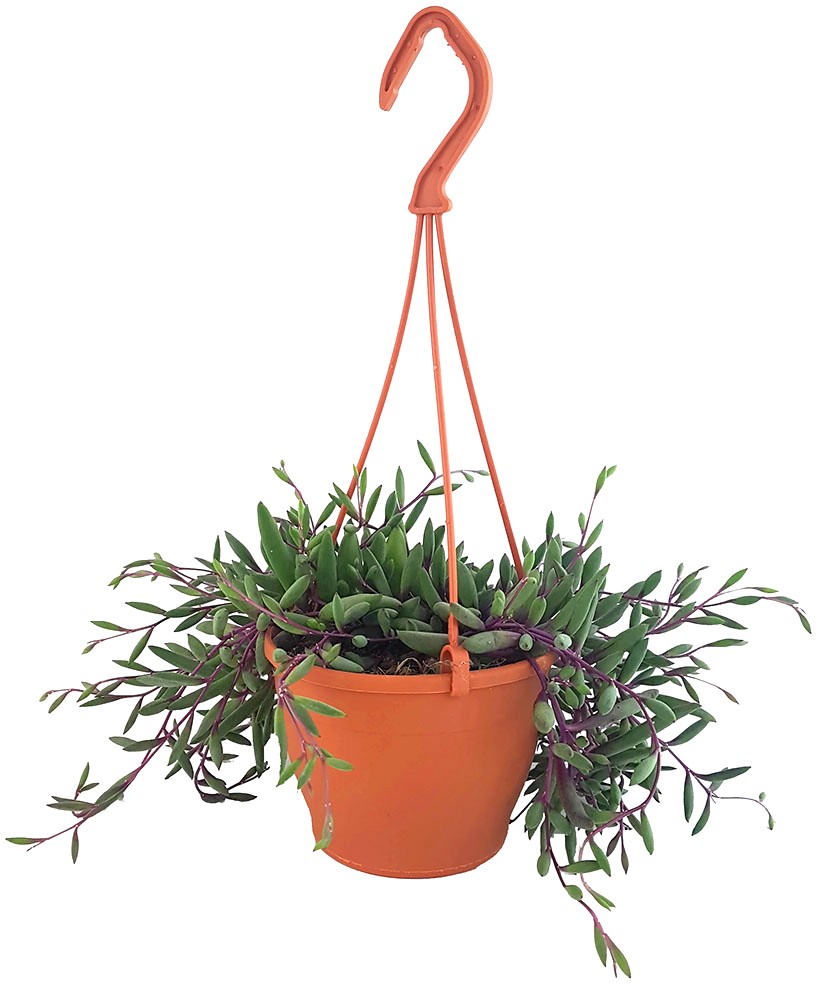 Senecio herreianus "Purple Flush" - violett-grüne Erbsenpflanze