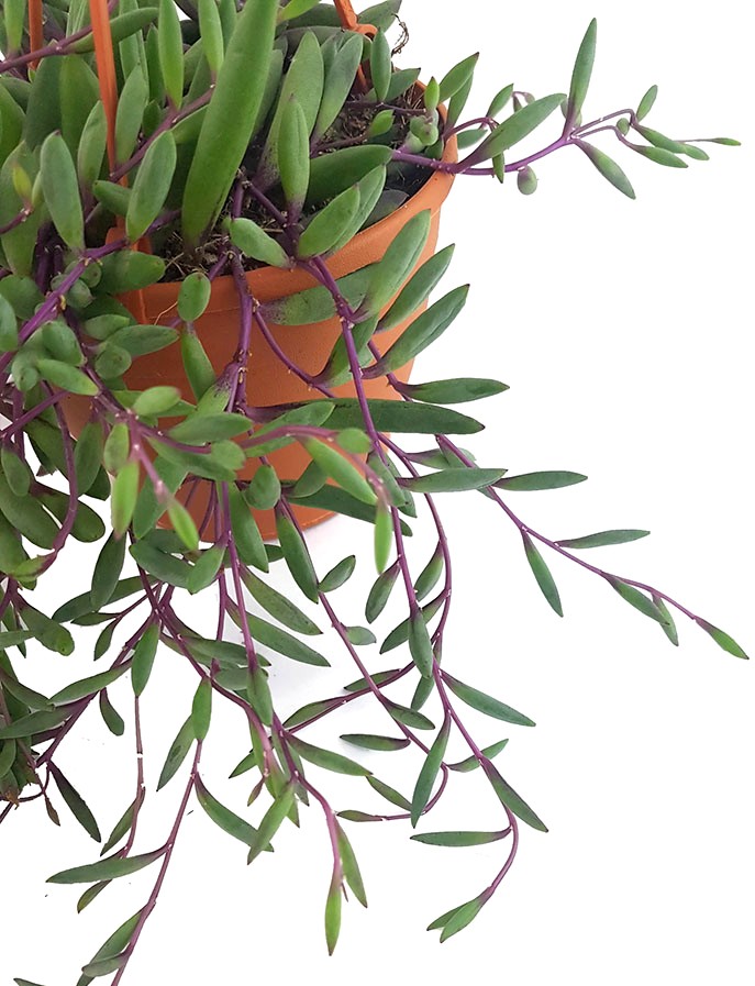 Senecio herreianus "Purple Flush" - violett-grüne Erbsenpflanze