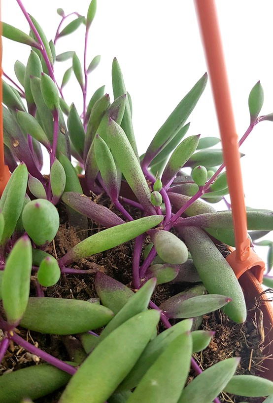Senecio herreianus "Purple Flush" - violett-grüne Erbsenpflanze