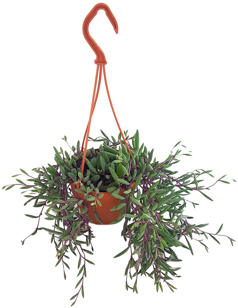 Senecio herreianus "Purple Flush" - violett-grüne Erbsenpflanze