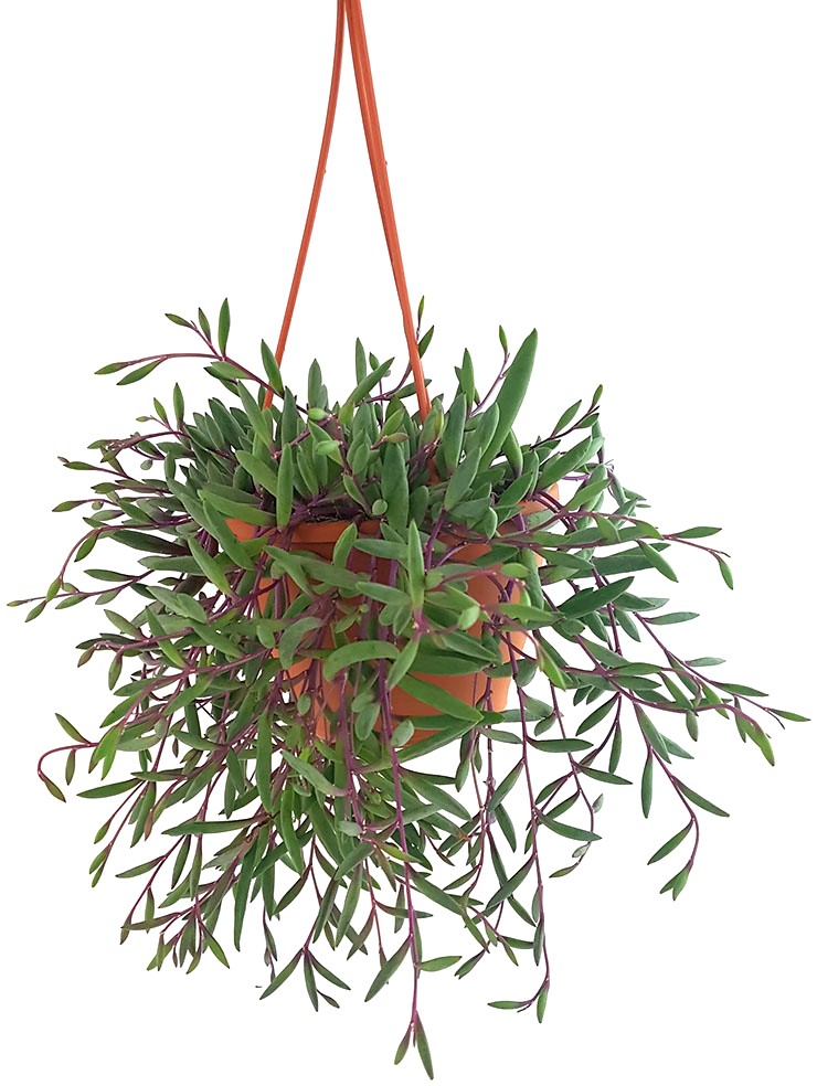 Senecio herreianus "Purple Flush" - violett-grüne Erbsenpflanze