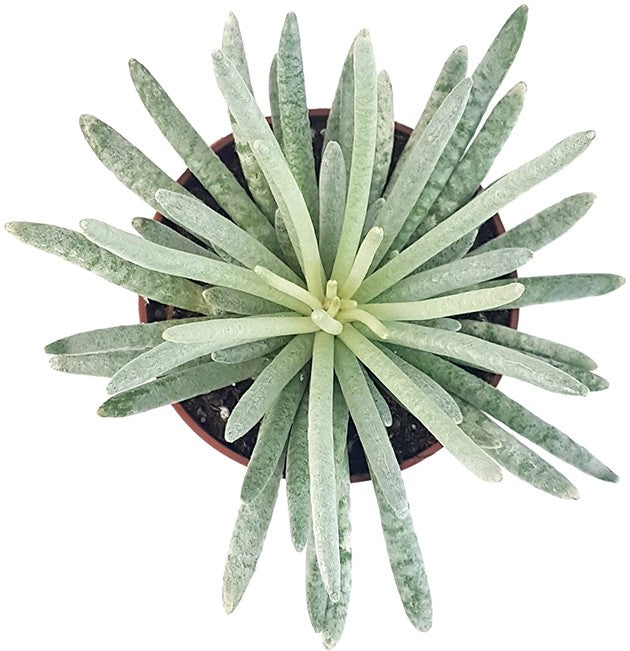 Senecio "scaposus" - filzige Sukkulente