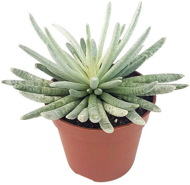 Senecio "scaposus" - filzige Sukkulente