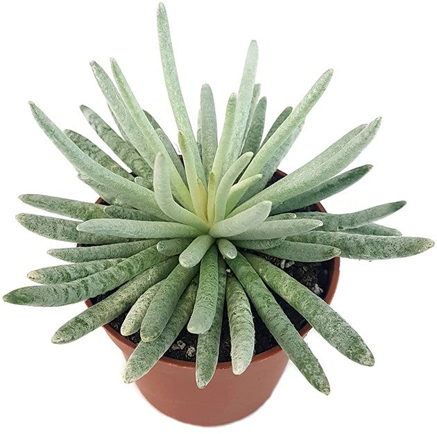 Senecio "scaposus" - filzige Sukkulente