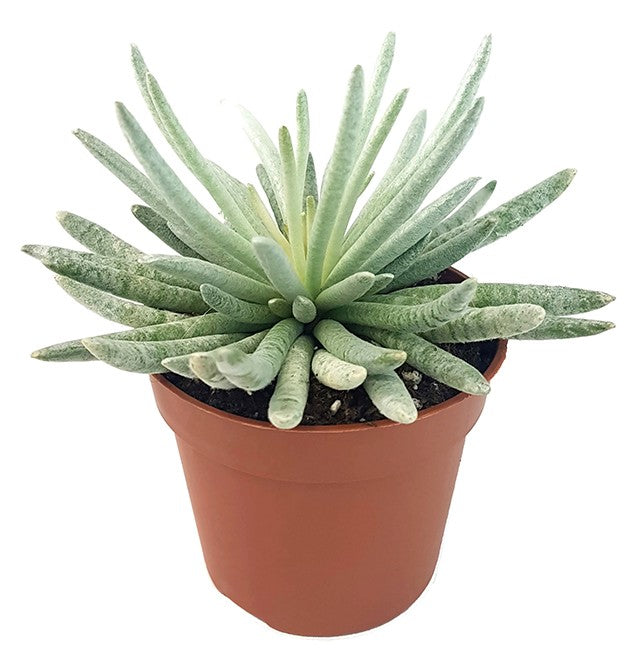Senecio "scaposus" - filzige Sukkulente