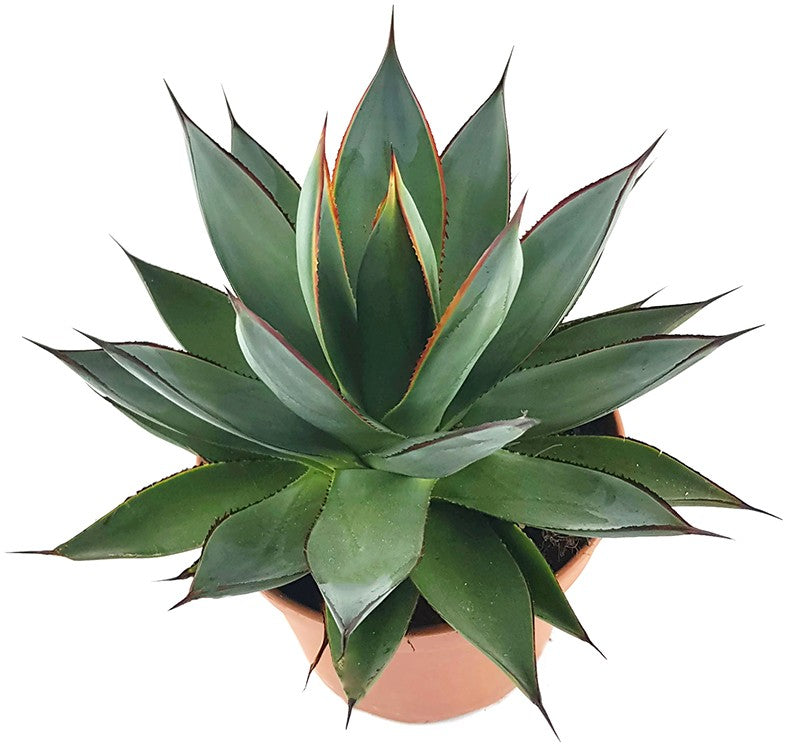 Agave "Shaka Zulu" - Sukkulente