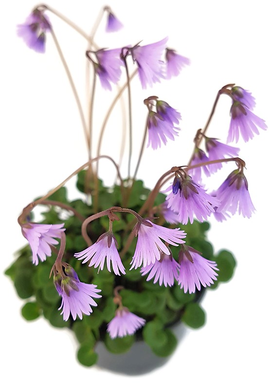 Soldanella "Spring Symphony" - Alpenglöckchen