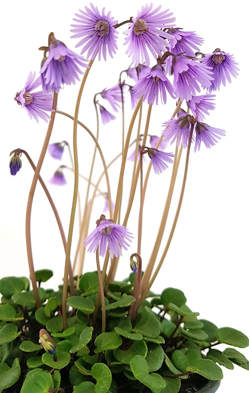 Soldanella "Spring Symphony" - Alpenglöckchen