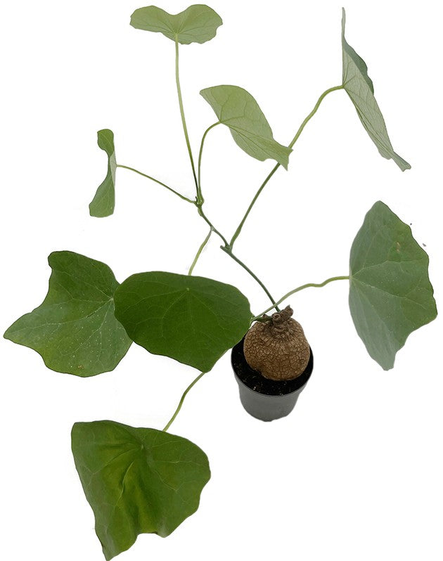 Stephania suberosa - seltene Caudexpflanze