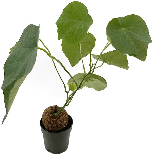 Stephania suberosa - seltene Caudexpflanze