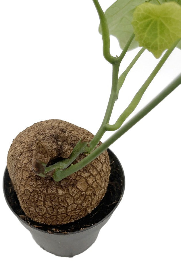 Stephania suberosa - seltene Caudexpflanze