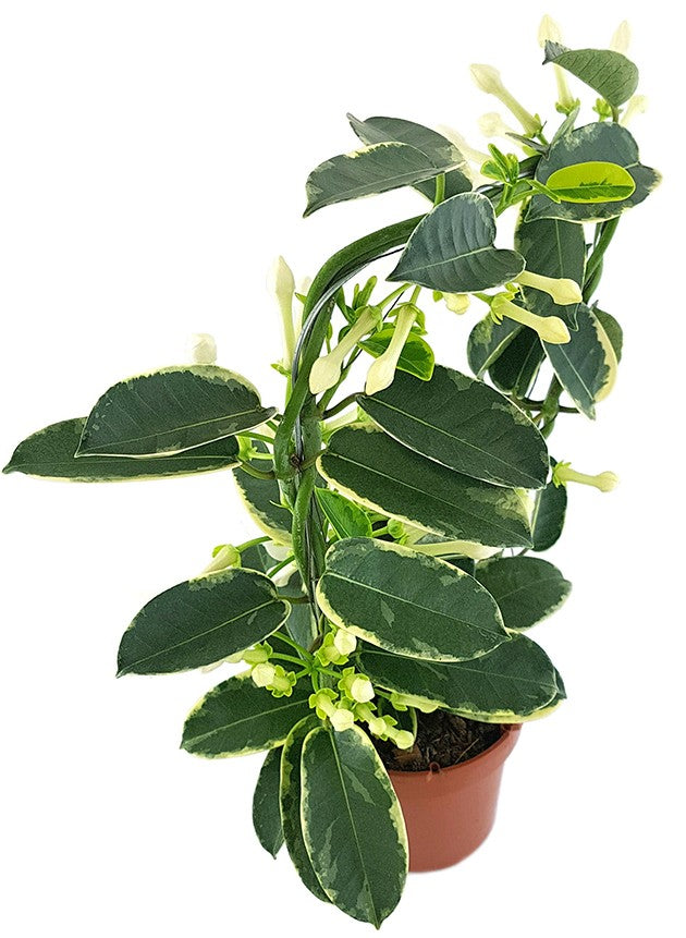 Stephanotis floribunda "variegata" - seltene Kranzschlinge