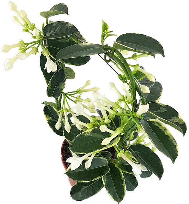 Stephanotis floribunda "variegata" - seltene Kranzschlinge