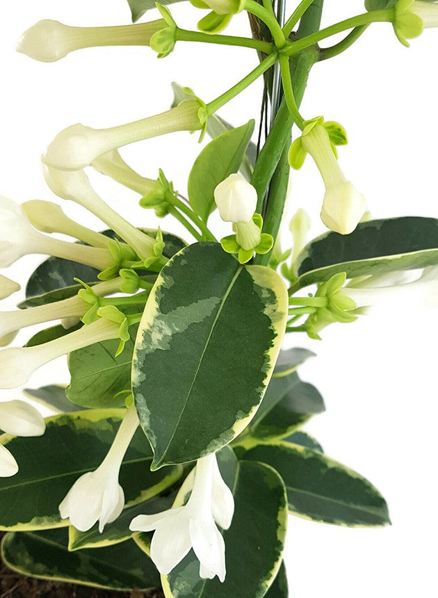 Stephanotis floribunda "variegata" - seltene Kranzschlinge