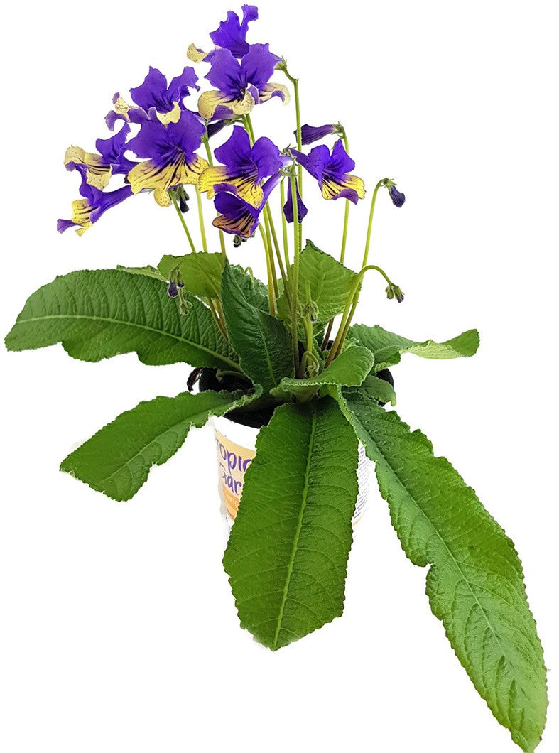 Streptocarpus "Harlequin Blue" - Drehfrucht