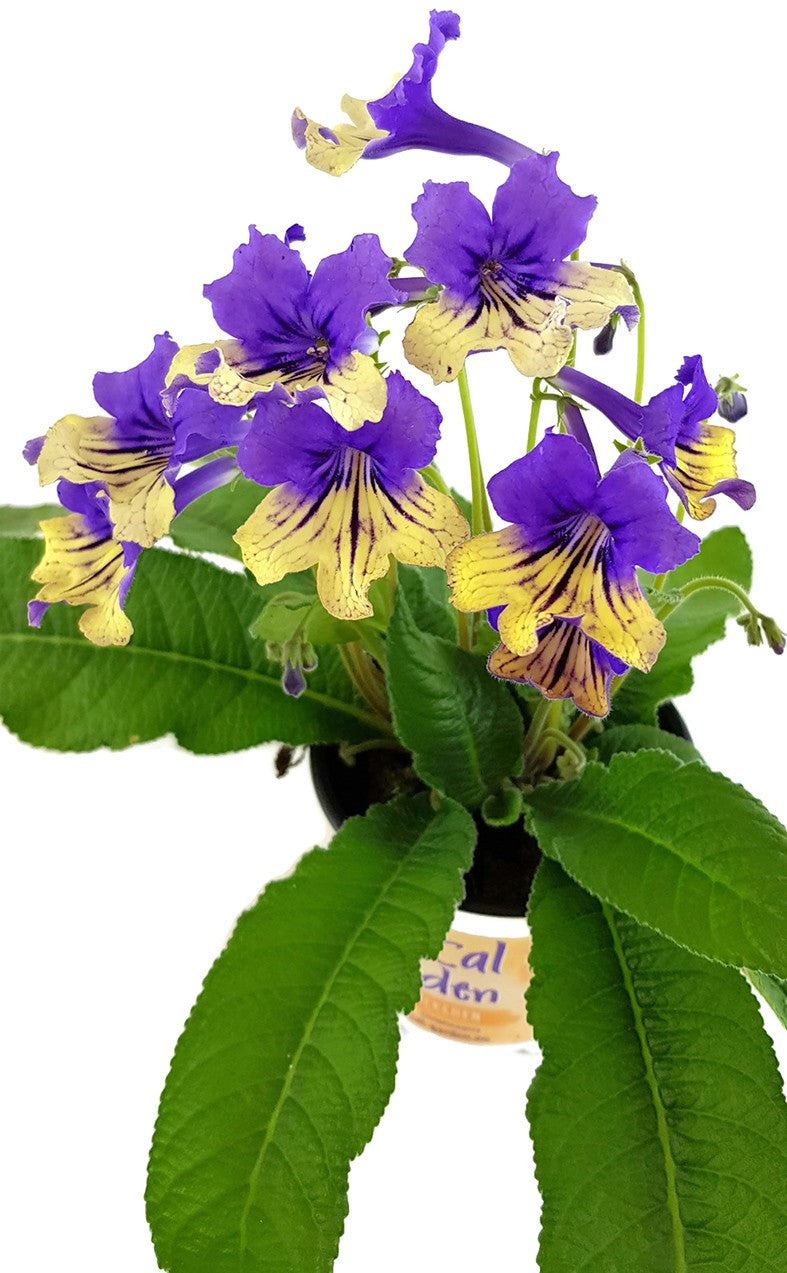 Streptocarpus "Harlequin Blue" - Drehfrucht