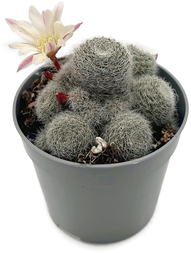 Sulcorebutia "Sunrise" - Kaktus