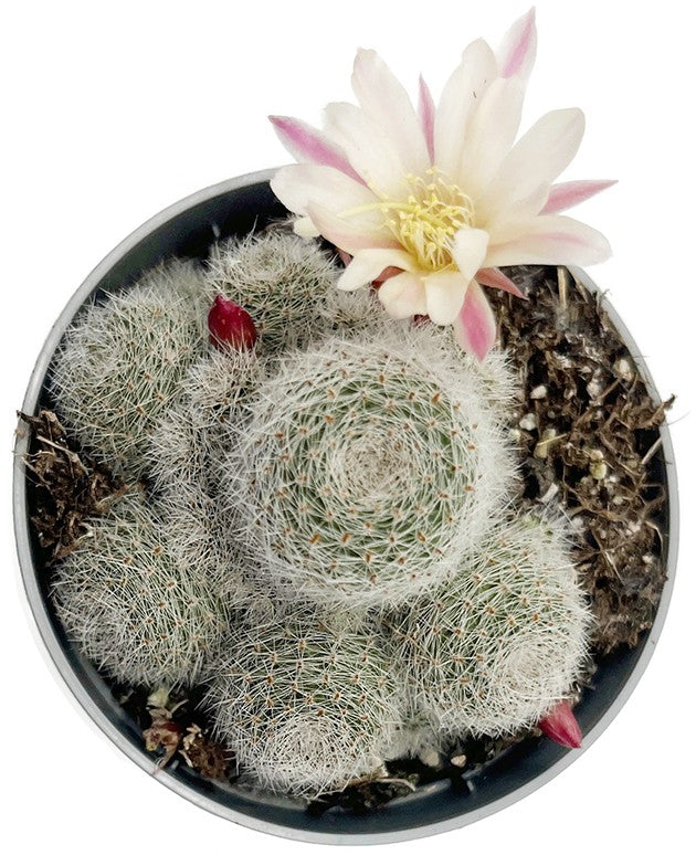Sulcorebutia "Sunrise" - Kaktus