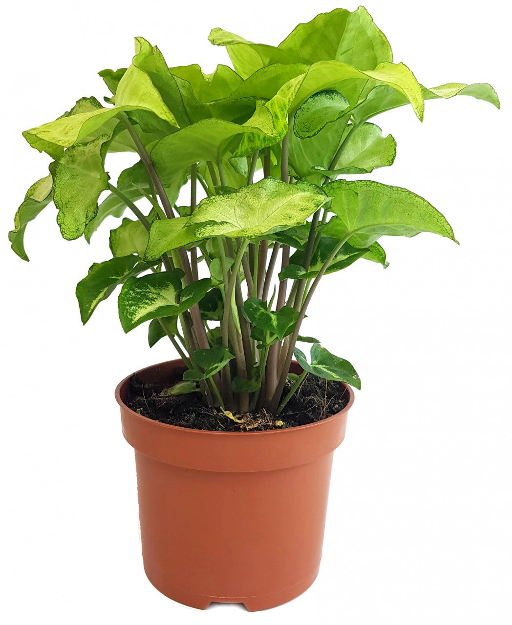 Syngonium "Arrow" - Purpurtute