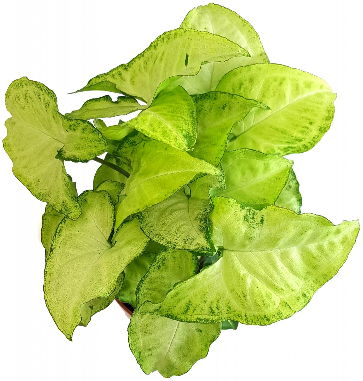 Syngonium "Arrow" - Purpurtute