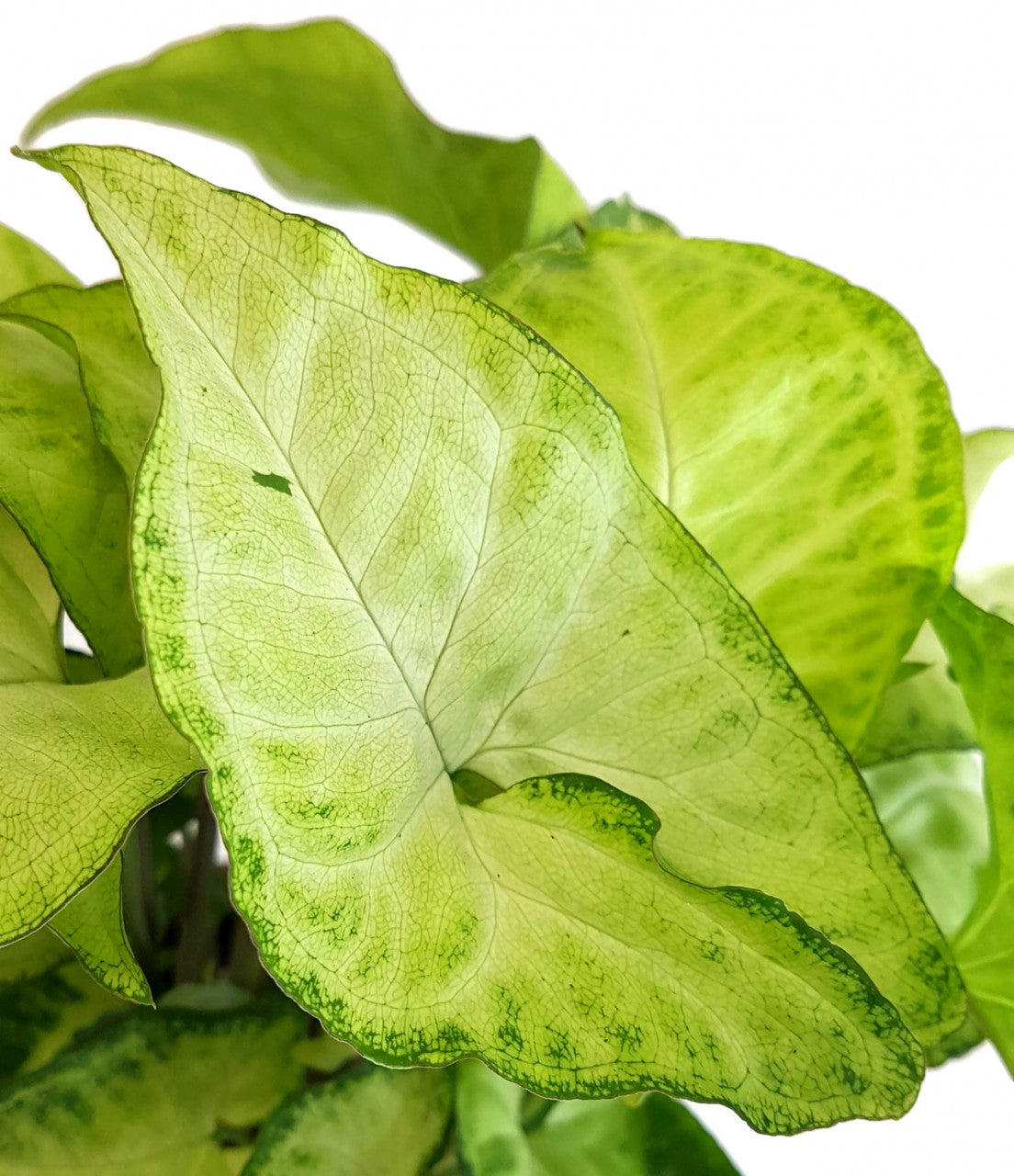 Syngonium "Arrow" - Purpurtute