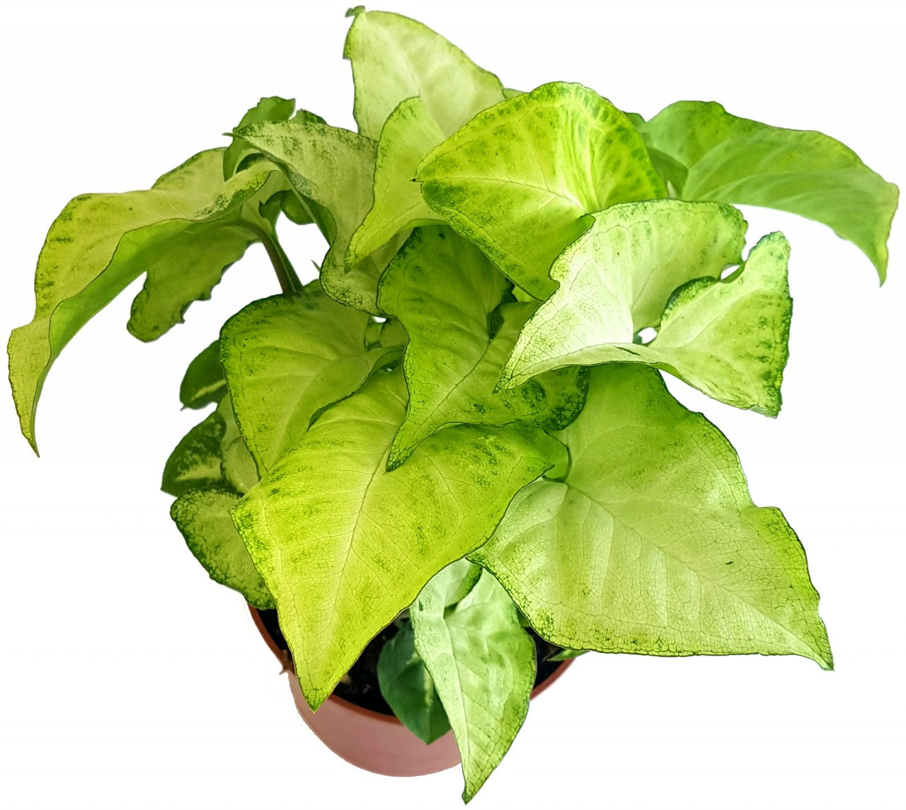 Syngonium "Arrow" - Purpurtute