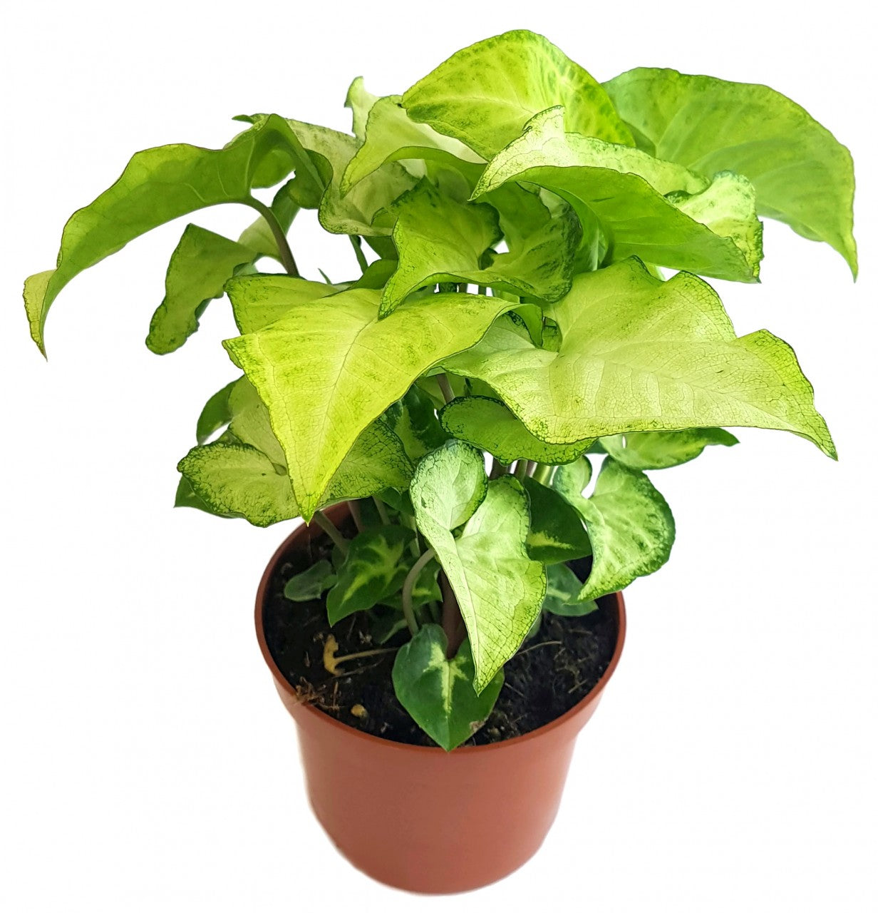 Syngonium "Arrow" - Purpurtute