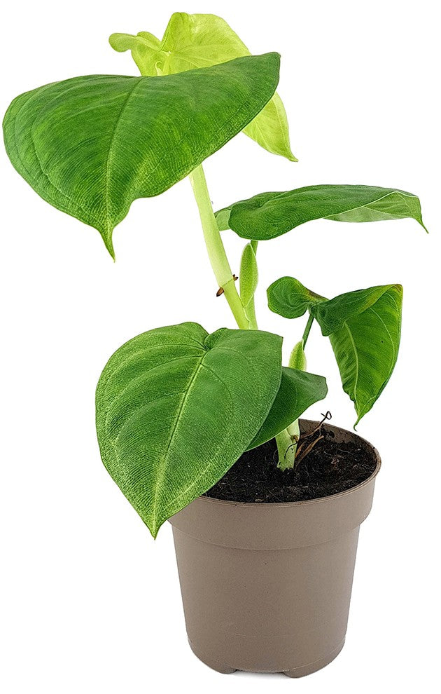 Syngonium "Cubic Frost" - grüne Purpurtute