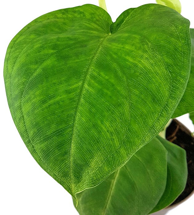 Syngonium "Cubic Frost" - grüne Purpurtute