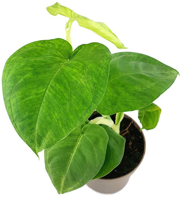 Syngonium "Cubic Frost" - grüne Purpurtute