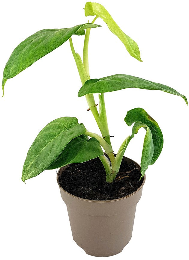 Syngonium "Cubic Frost" - grüne Purpurtute